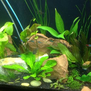 Added a few Anubias , red and green ozelot swords. I also added some water onion. The vertical lines give the Discus something to hide behind, and mak