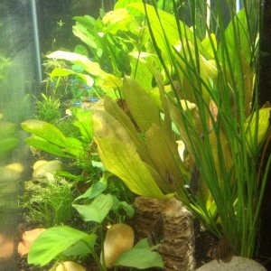 Water onion, anubias and green ozelot swords. I tried to add rocks that compliment the colors of the plants, and give it a sense of scale. This is a s