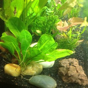 Fish and plants doing well. Notice that I keep the rhizomes of plants above the substrate. This helps bulb plants as well as root feeders. Notice the 