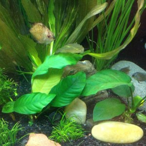 Anubias and water grass are doing well. I have added Discus at this point and they are feeling more confident. These fish are about 3 months old. Some