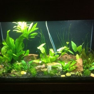 Tank is complete! With plant growth the O2 and CO2 lines will be concealed over time.