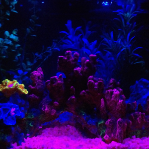 A nice night light feature on the tank...I leave it on for about an hour to let the fish wind down and then turn them completely off and they go right