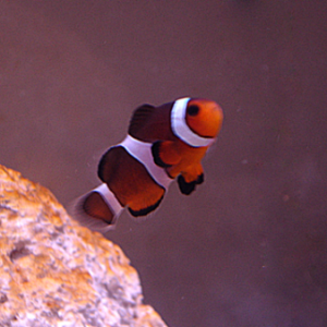 My small cute little clownfish :P. He's a SA Fancy ocellaris.
