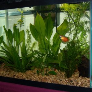 several of the plants just fresh from the "buy 2, get 1" sale; taken when my little gourami family still got along