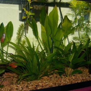 several of the plants just fresh from the "buy 2, get 1" sale; taken when my little gourami family still got along