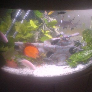 This is my 380L tripical fish tank