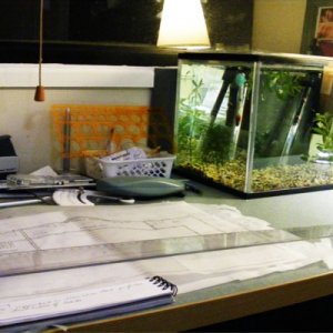the tank with rescued guppy fry on my desk.. 
the tank JUST gets in the way of my drafting -.-