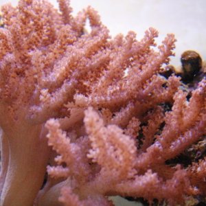 Colt coral
