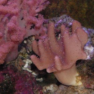 toadstool coral