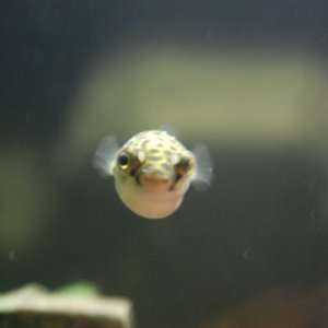 Other Puffer