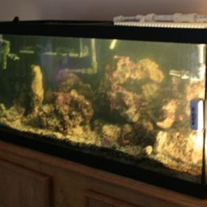 fish tank 1 (Small)