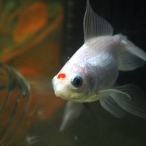 Tina, my first fish. Naturally she faced the worst of my inexperience and I owe her a lot for that. She lived for 2 years