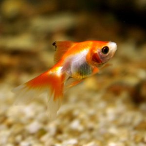 Scrupels. A very special little goldfish. His life was cut short by an accident with a crab. I was keeping the crab in a breeder net in their tank and