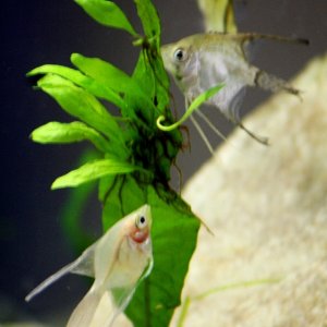 Lilly and Vanilla playing hide and seek. Thats a Java Fern with 'baby' plants.