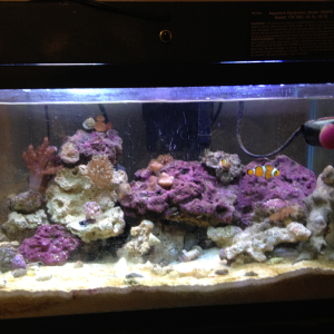 The finger corals have been rehomed. My brother has more appropriate lighting. :)