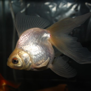My 2 year old fantail