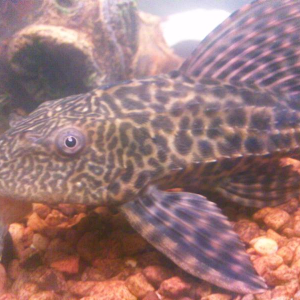 One of the best fish I've had, she had such a personality. (2012)