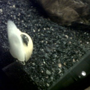 Pond Snail Cleaning the shell of the Golden Snail, or hitchin' a free ride around the tank???!!!