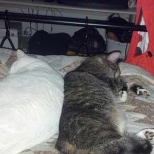 My 2 male cats sleeping