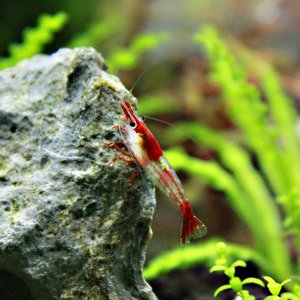Red Rili (female) Shrimp