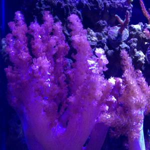 Colt coral