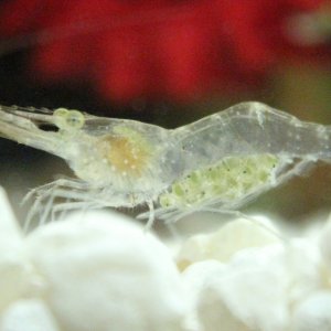 Pregnant Ghost Shrimp