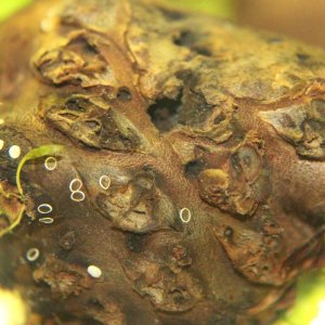 Lily bulb, with Nerita snail eggs