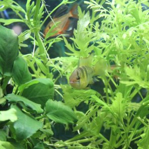 plants and fish!