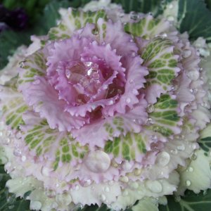 cabbage rose with frost