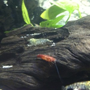 Close up of a Tiger and Red Cherry Shrimp.