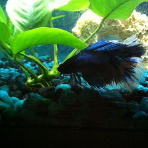 Another picture of Ivory, my prized Betta :)