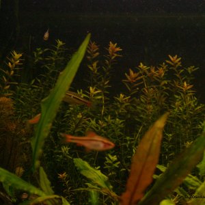 Cherry barb in front, brilliant rasbora in back, and a green fire tetra wrestling a worm in the upper left