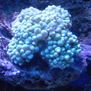 Green pearl coral (3/13/13)