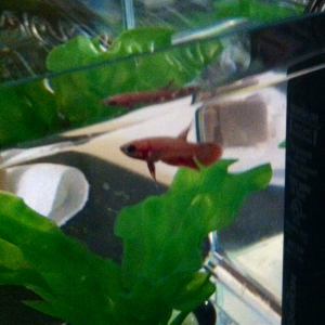 Still trying to figure out what kind of betta our baby is going to be :)