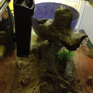 Back side of the tank. Filter is somewhat hidden by the tree trunk when viewing from the front