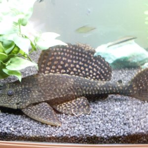My largest pleco, he is 9"