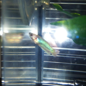With the flash on, you can see how iridescent he/she looks!