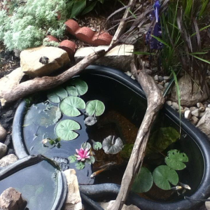 This is the original 45 gal pond, you can see the koi were quite small.