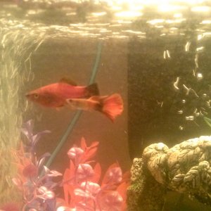 Platy and male guppy