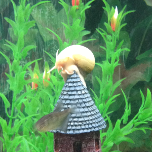 Mystery snail on the roof without the fiddle lol