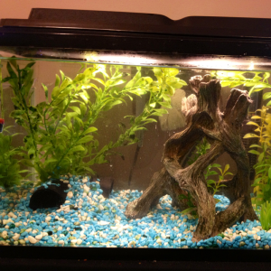 My 10 gal only have 3 blue tetras and 1 clown loach in it all of which are hiding.
