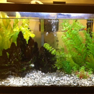 My other 20 gal with a red tail shark, batik loach, some mollies. Platies, and danios.