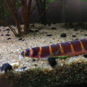 Giant kuhli loach have 3 of those and two regular ones