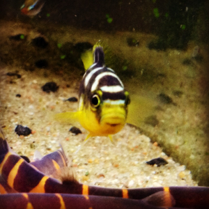 Have 4 bumble bee cichlids