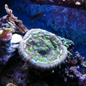 Chalice Coral
