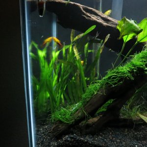 Vals and Java moss on driftwook
