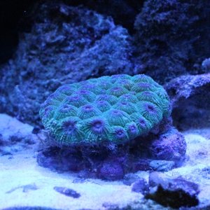 Indonesia Hexagon Coral