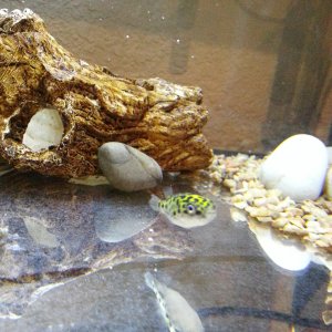 Bumble bee, our dwarf puffer