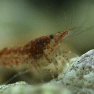 Baby shrimp is growing