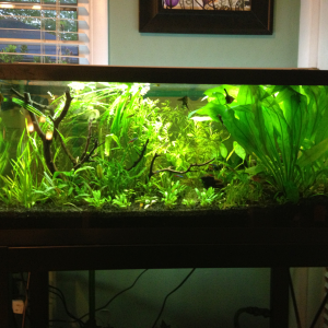 totally unscaped jungle mess :)
